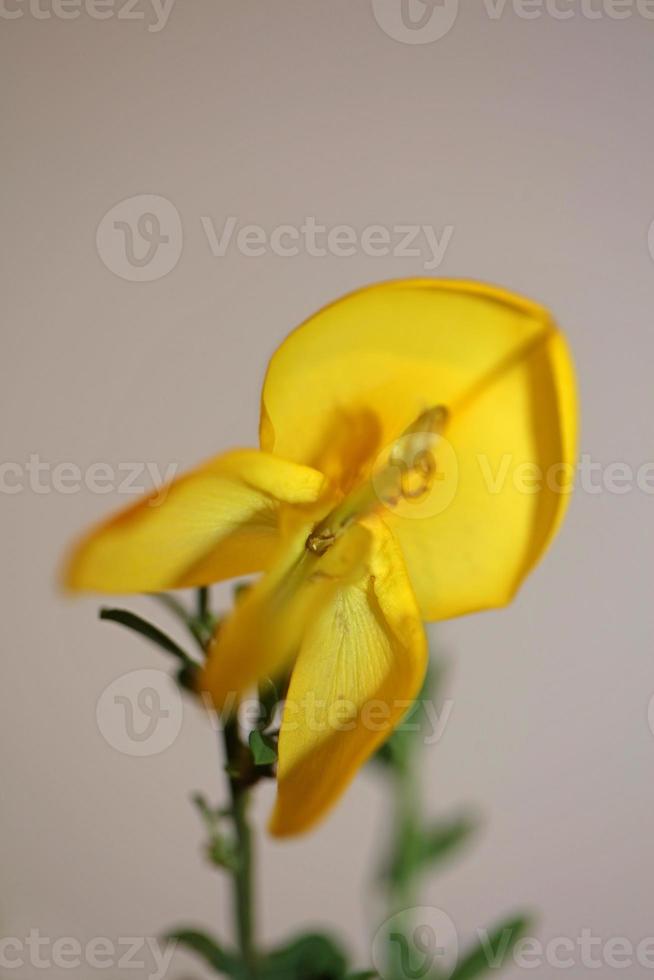 Flor flor cerrar Spartium jenceum familia leguminosae botanicaly foto