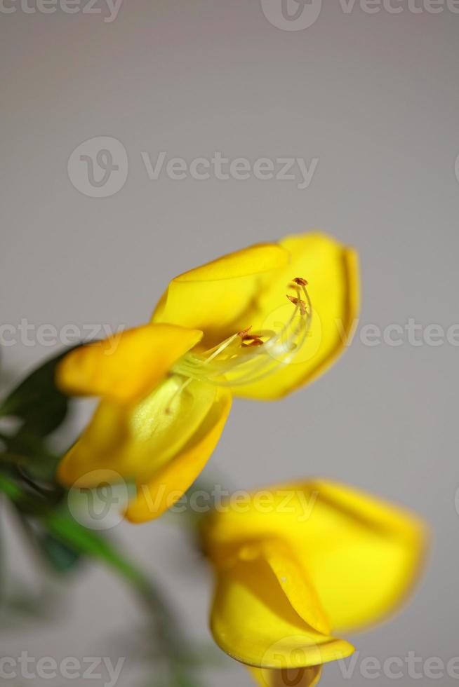 Flower blossom close up spartium jenceum family leguminosae botanicaly photo