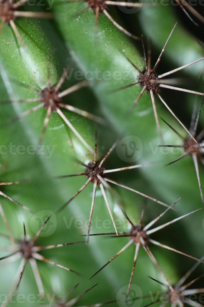 cactus cerrar stenocereus thurberi familia cactaceae botánico moderno foto