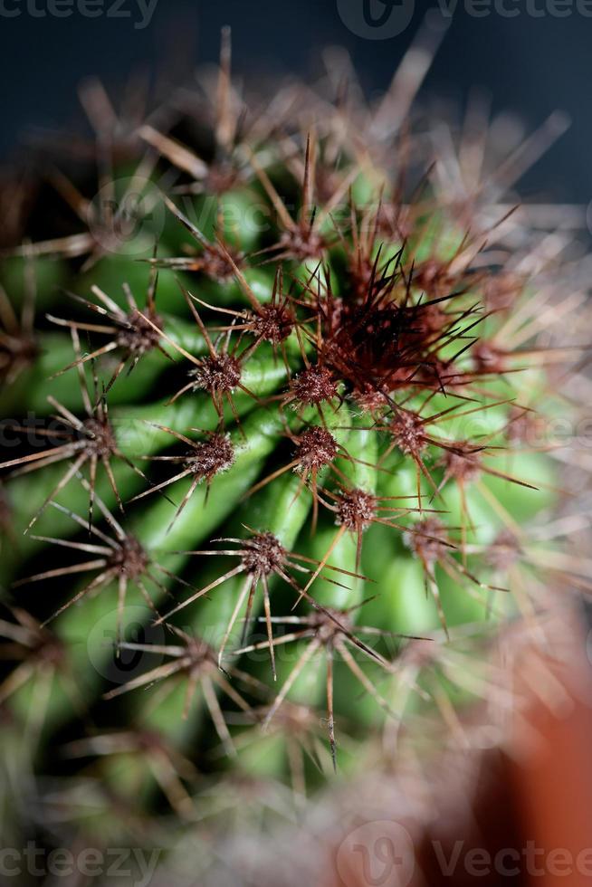 Cactus close up Stenocereus thurberi family cactaceae modern botanical photo