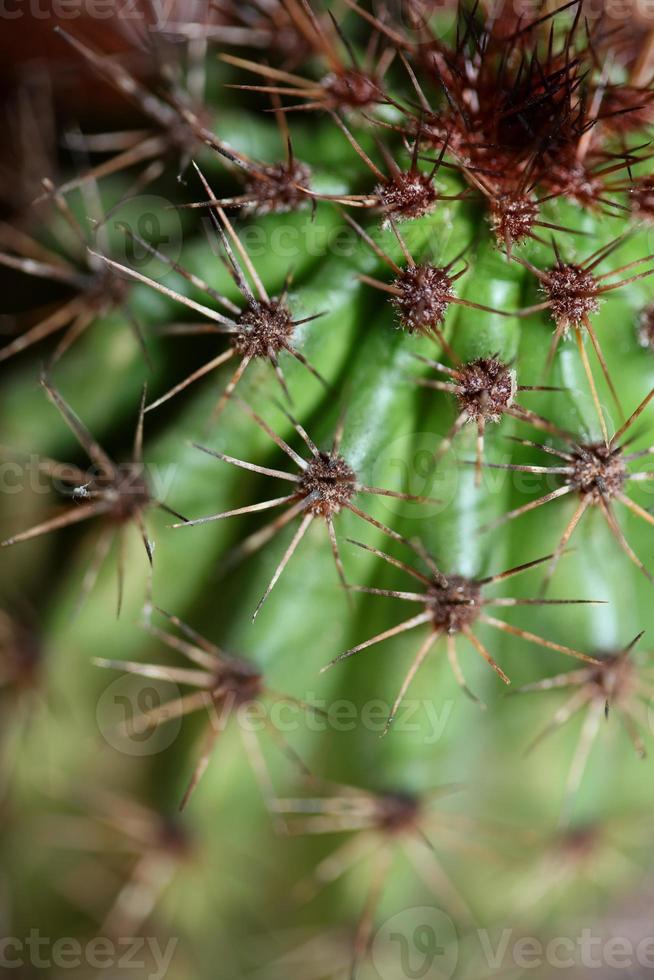 Cactus close up Stenocereus thurberi family cactaceae modern botanical photo