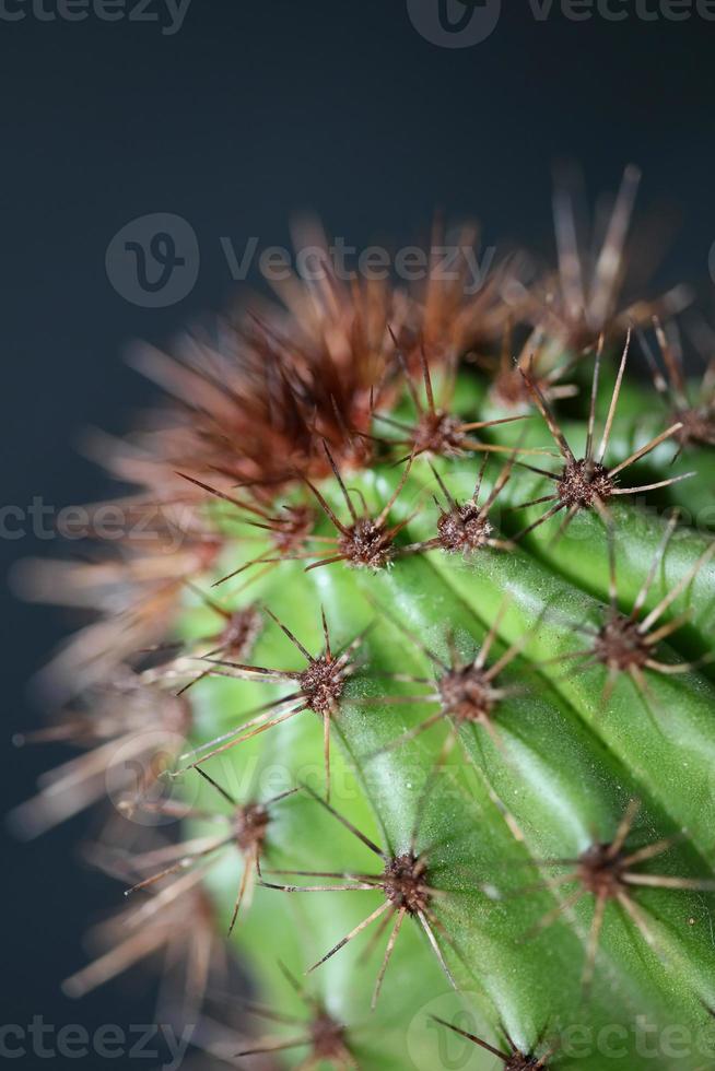 Cactus close up Stenocereus thurberi family cactaceae modern botanical photo