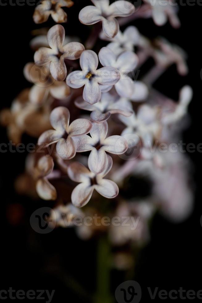 Flor de flor de fondo macro syringa vulgaris familia oleaceae imprimir foto