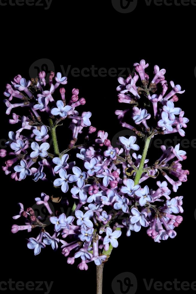 Flower blossom macro background Syringa vulgaris family oleaceae print photo
