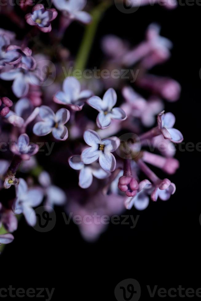 Flor de flor de fondo macro syringa vulgaris familia oleaceae imprimir foto