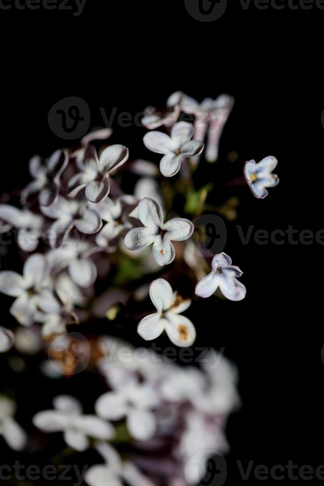 Flor de flor de fondo macro syringa vulgaris familia oleaceae imprimir foto