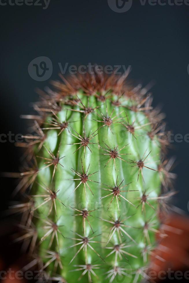 Cactus close up Stenocereus thurberi family cactaceae modern botanical photo