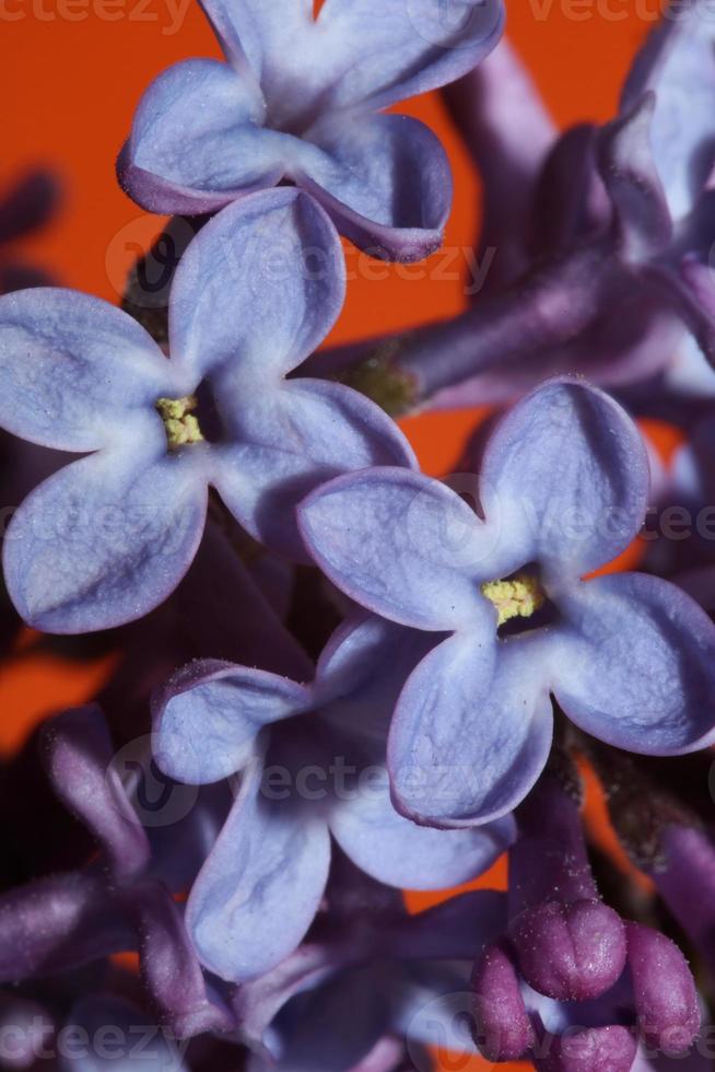 Flor de flor de fondo macro syringa vulgaris familia oleaceae imprimir foto