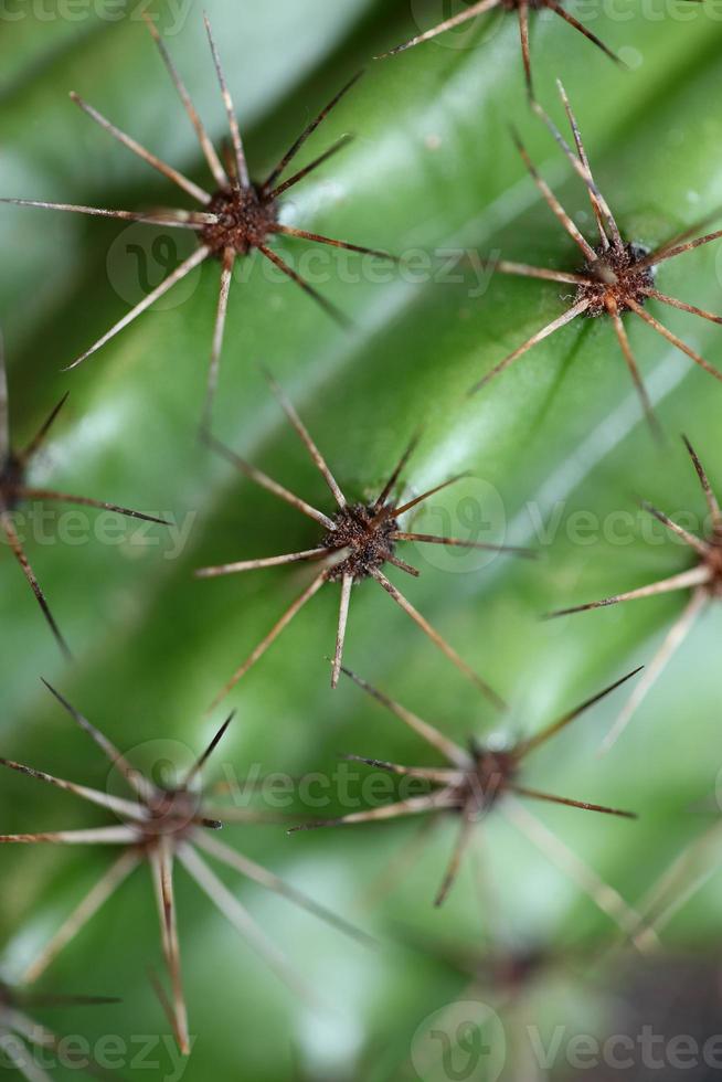 Cactus close up Stenocereus thurberi family cactaceae modern botanical photo