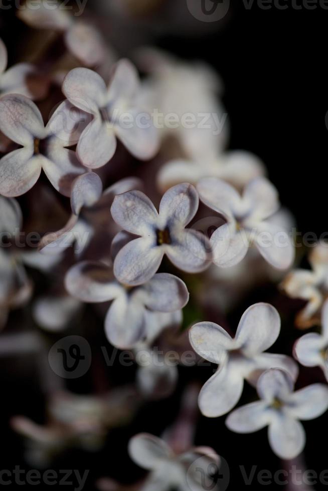 Flor de flor de fondo macro syringa vulgaris familia oleaceae imprimir foto