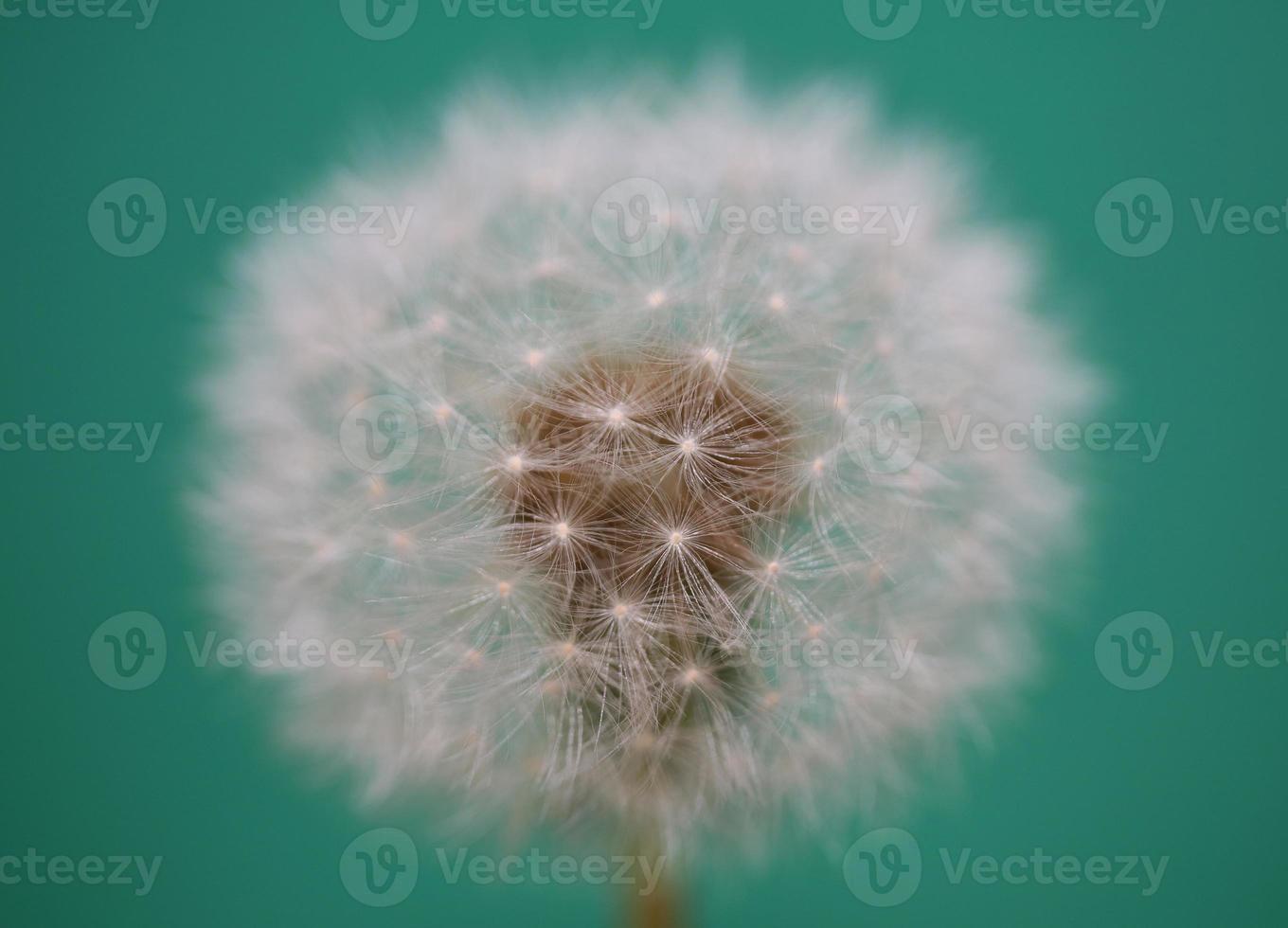 Taraxacum officinale flor flor diente de león familia asteraceae foto