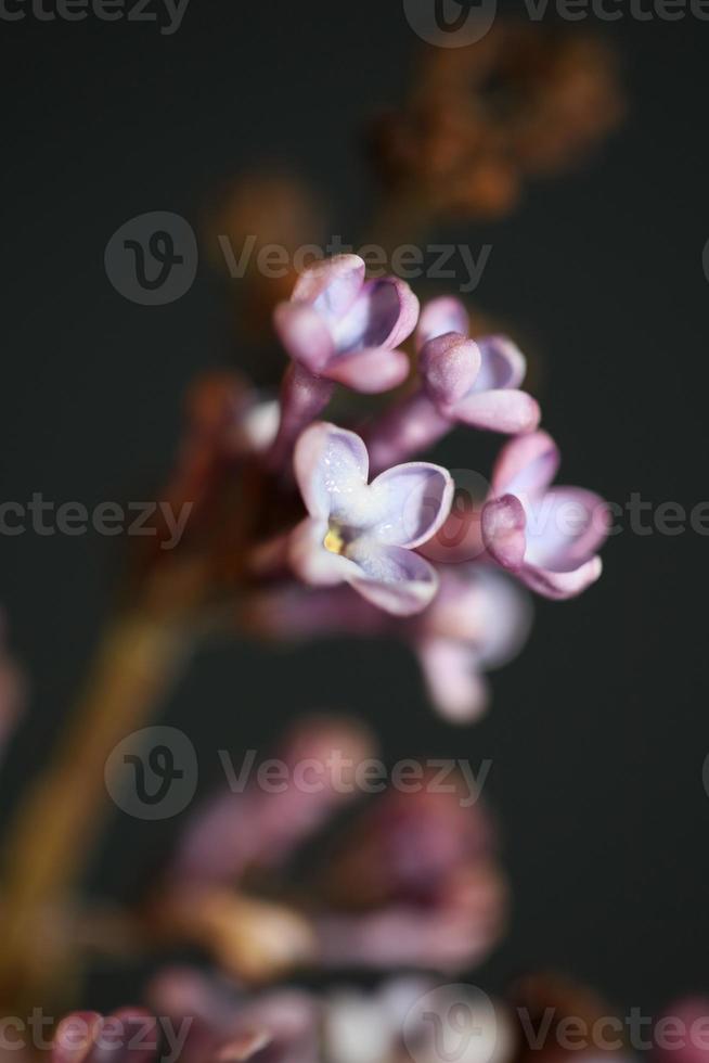 Flor de flor de fondo macro syringa vulgaris familia oleaceae imprimir foto