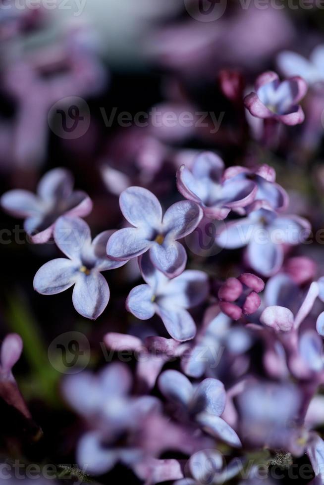 Flor de flor de fondo macro syringa vulgaris familia oleaceae imprimir foto