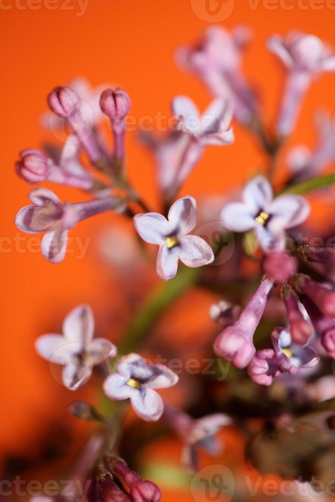 Flor de flor de fondo macro syringa vulgaris familia oleaceae imprimir foto