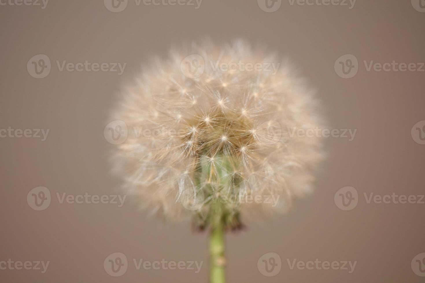 Flower blossom taraxacum officinale dandelion asteraceae family photo