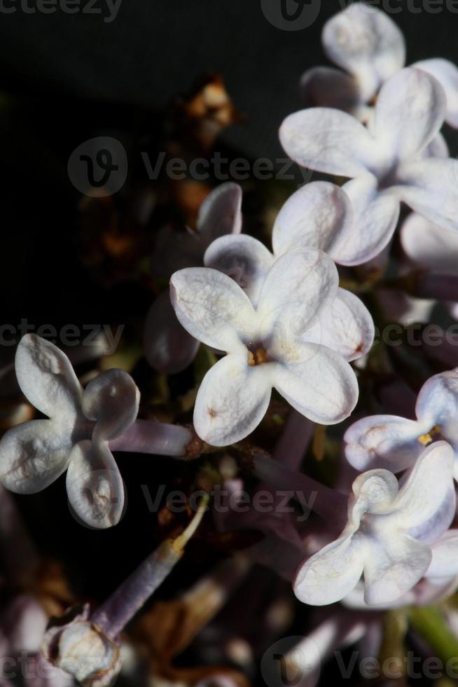 flor, flor, primer plano, plano de fondo, syringa vulgaris, familia, oleaceae foto