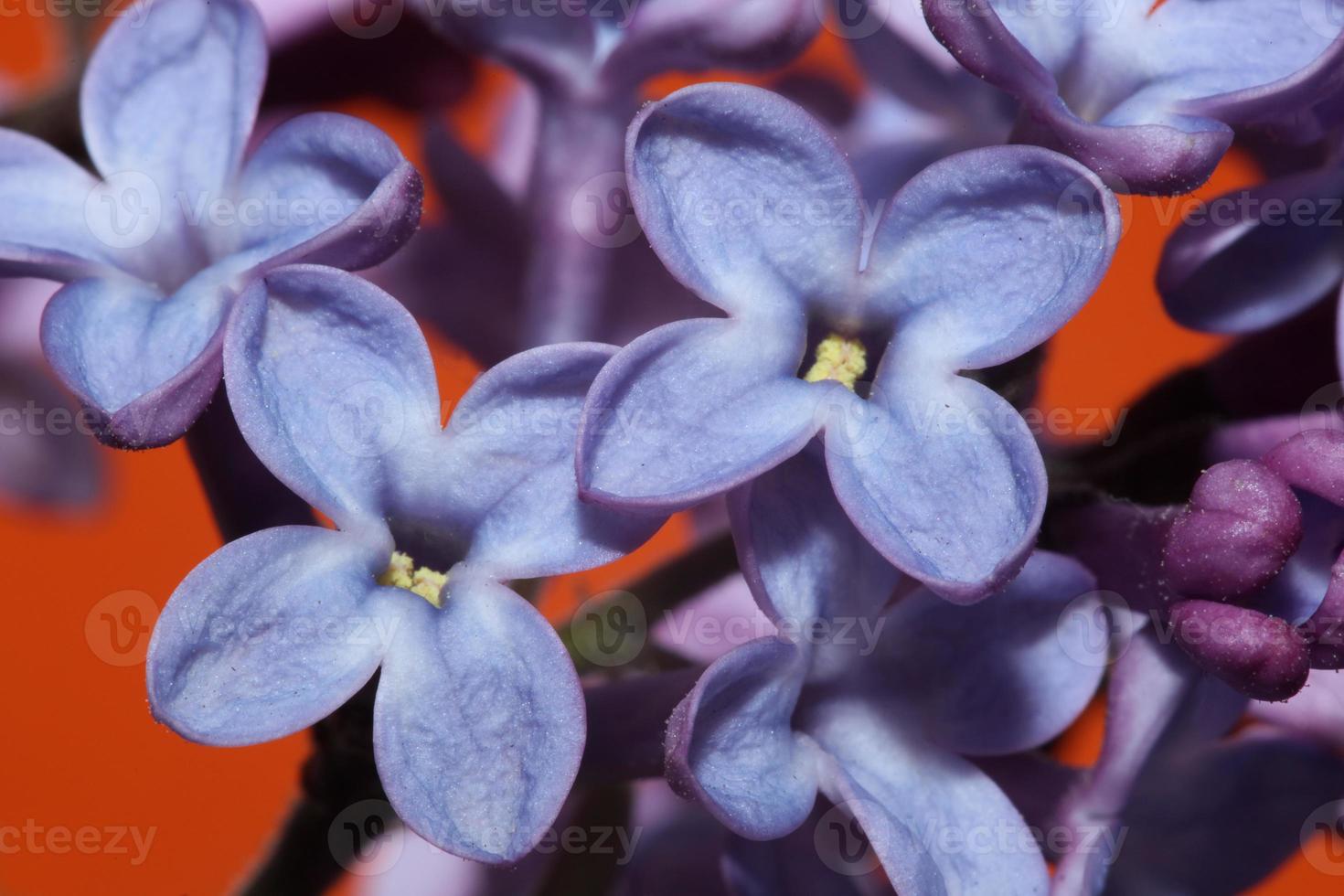 flor, flor, primer plano, plano de fondo, syringa vulgaris, familia, oleaceae foto