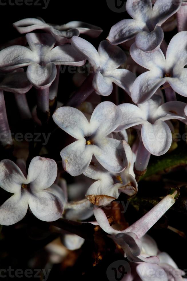 Flower blossom close up background Syringa vulgaris family oleaceae photo