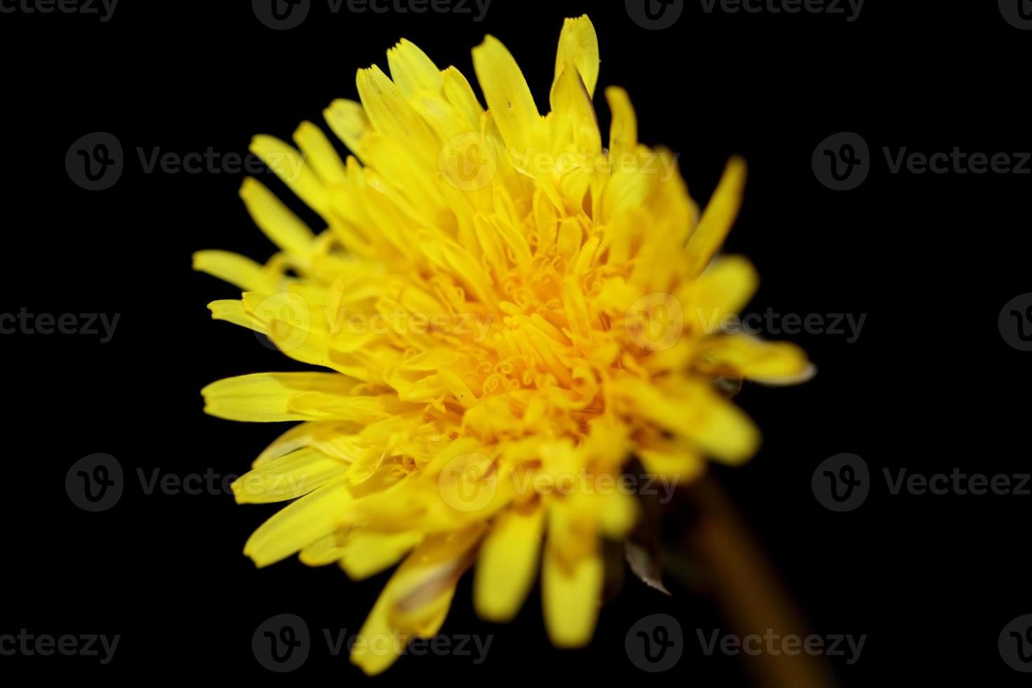 Flor de flor silvestre cerrar taraxacum officinale diente de león asteraceae foto