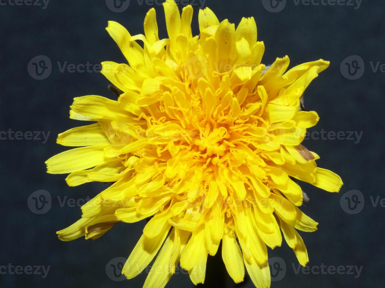 Wild flower blossom close up taraxacum officinale dandelion asteraceae photo