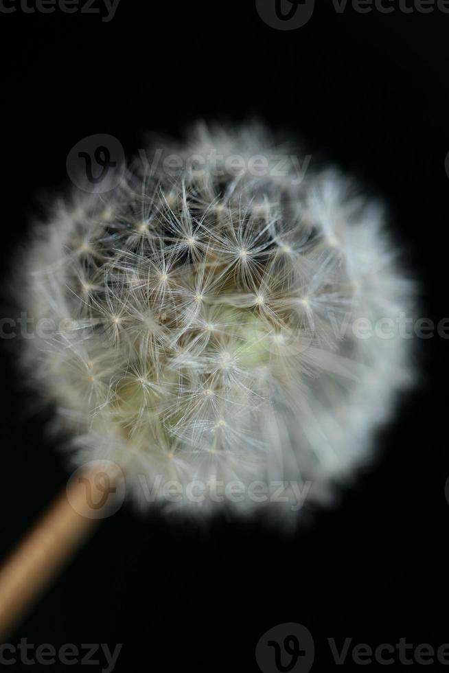 Flower blossom close up taraxacum officinale blow ball asteraceae photo