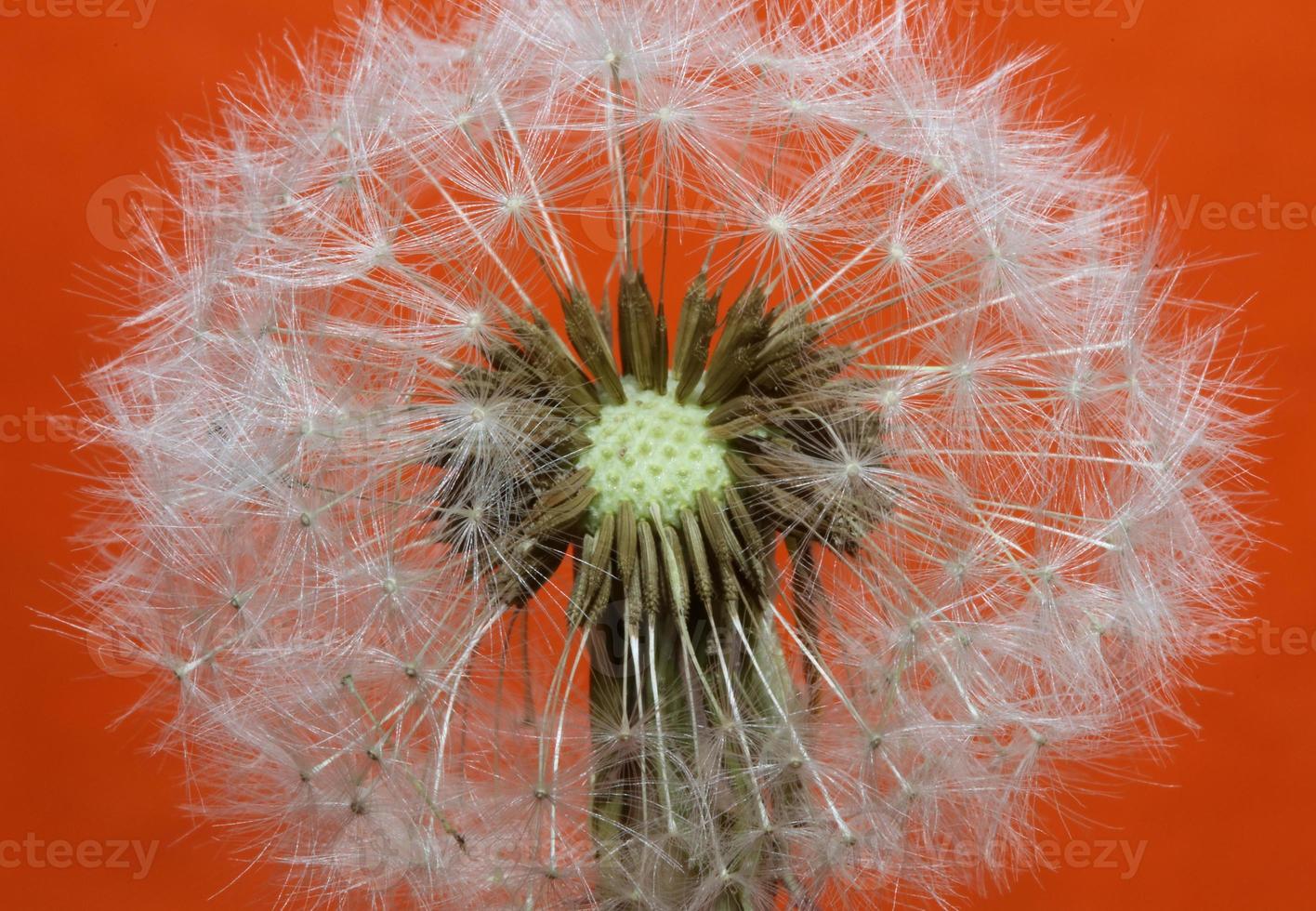 Flower blossom close up taraxacum officinale blow ball asteraceae photo