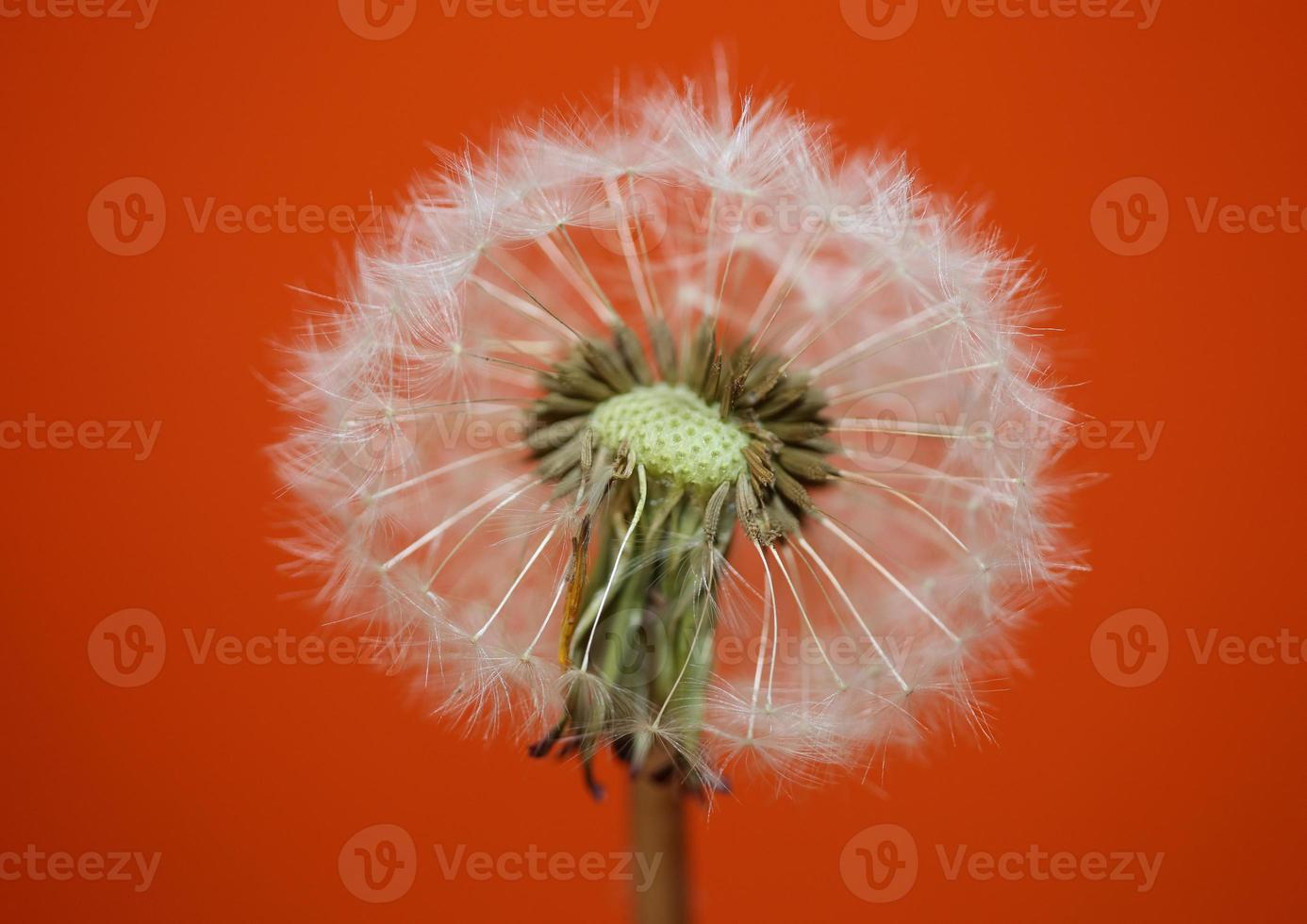 Flor flor cerrar taraxacum officinale blow ball asteraceae foto