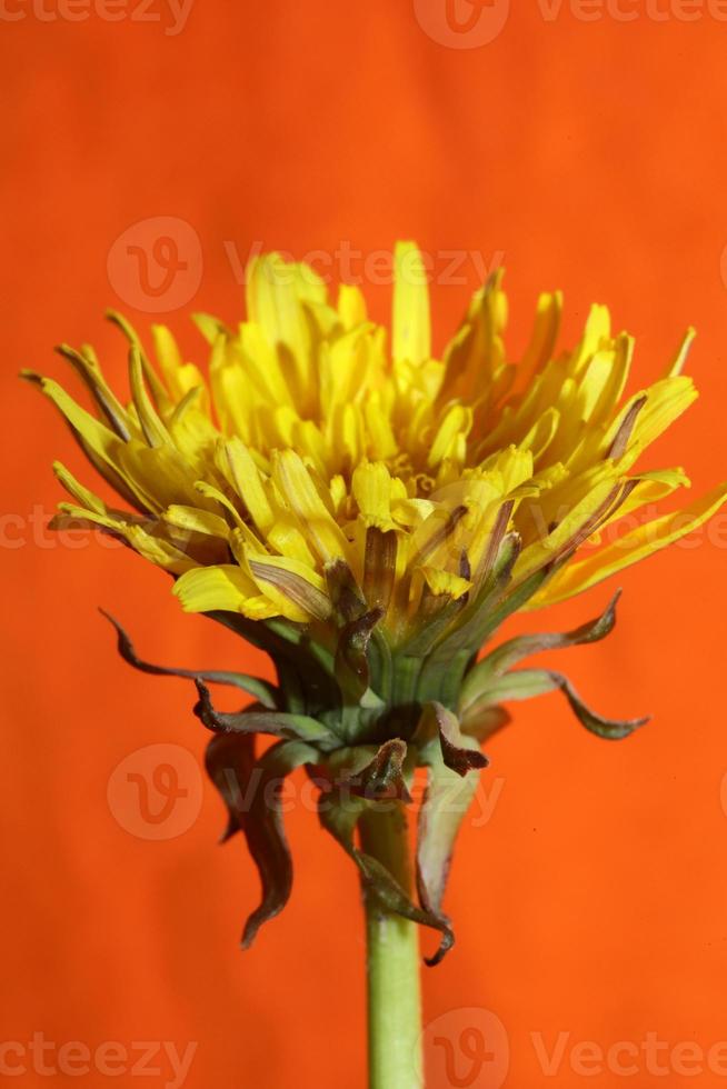 Wild flower blossom close up taraxacum officinale dandelion asteraceae photo