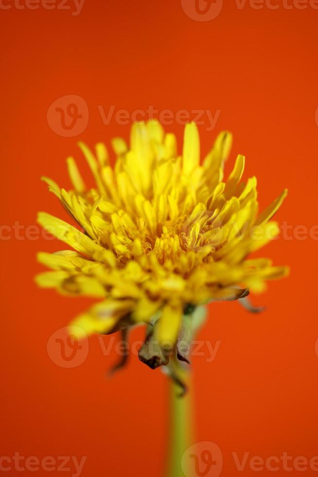 Flor de flor silvestre cerrar taraxacum officinale diente de león asteraceae foto