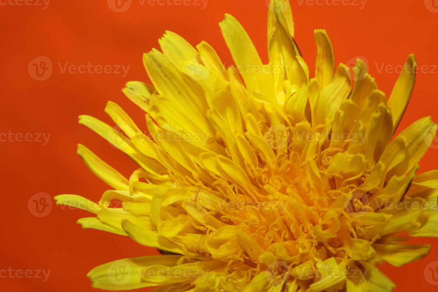 Flor de flor silvestre cerrar taraxacum officinale diente de león asteraceae foto