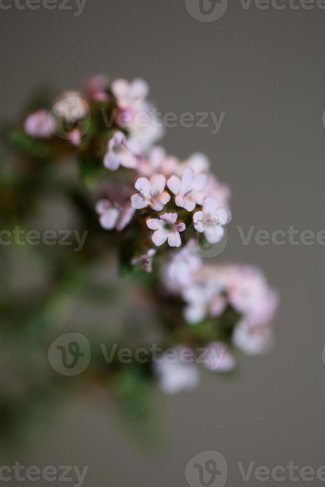 flor flor cerrar thymus vulgaris familia lamiaceae antecedentes foto