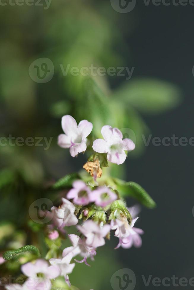 flor flor cerrar thymus vulgaris familia lamiaceae antecedentes foto