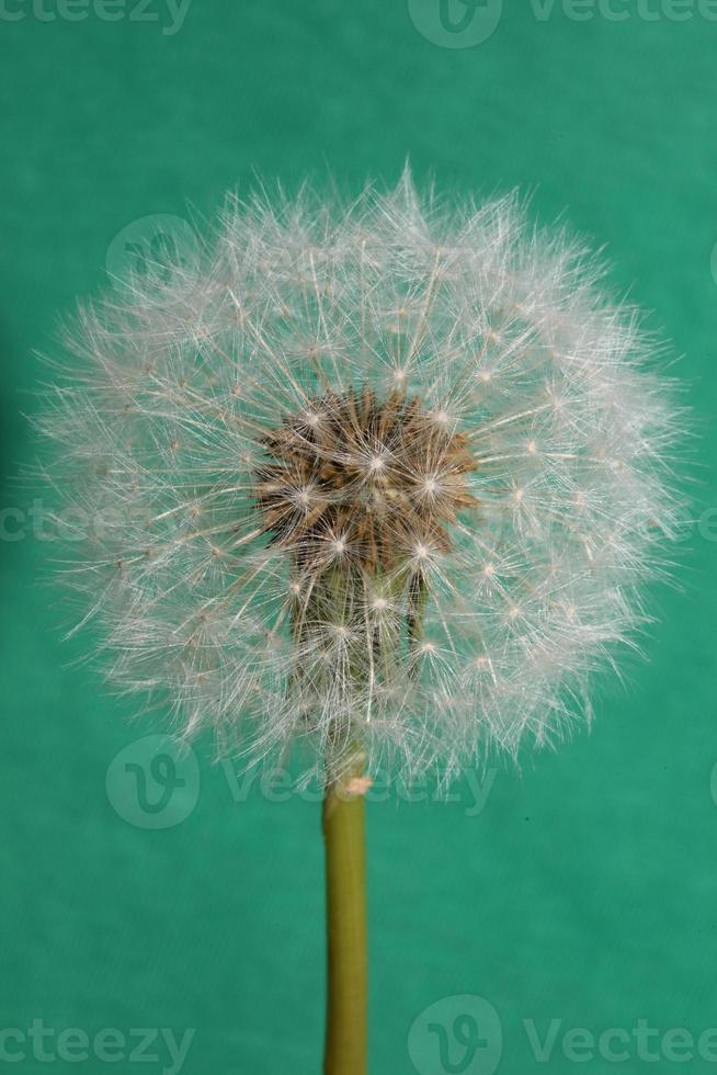 Flower blossom taraxacum officinale dandelion asteraceae family photo