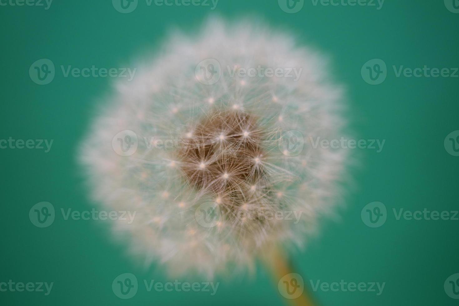 Flower blossom taraxacum officinale dandelion asteraceae family photo