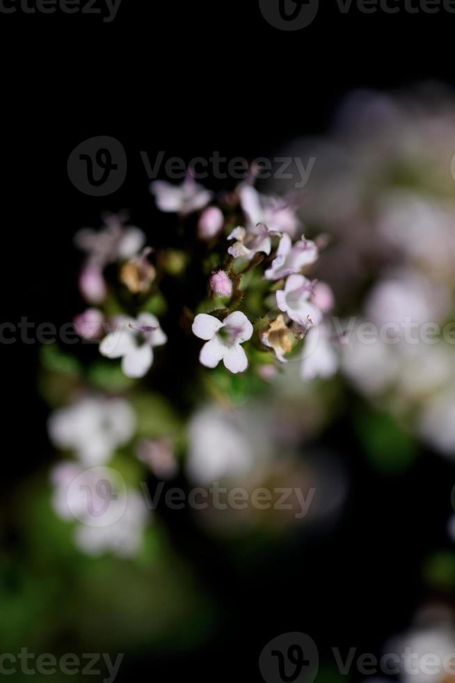 Flower blossom close up thymus vulgaris family lamiaceae background photo