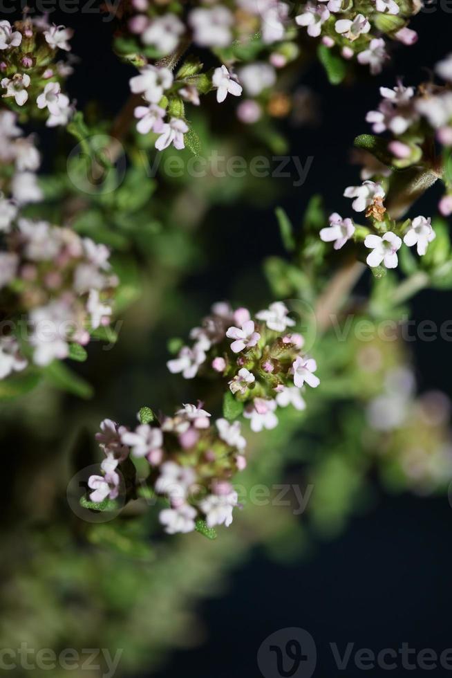 flor flor cerrar thymus vulgaris familia lamiaceae antecedentes foto