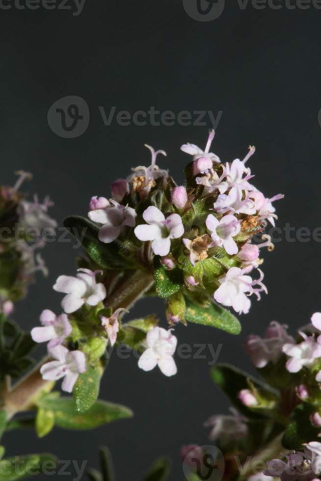 flor flor cerrar thymus vulgaris familia lamiaceae antecedentes foto