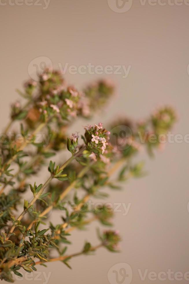 Flower blossom close up thymus vulgaris family lamiaceae background photo