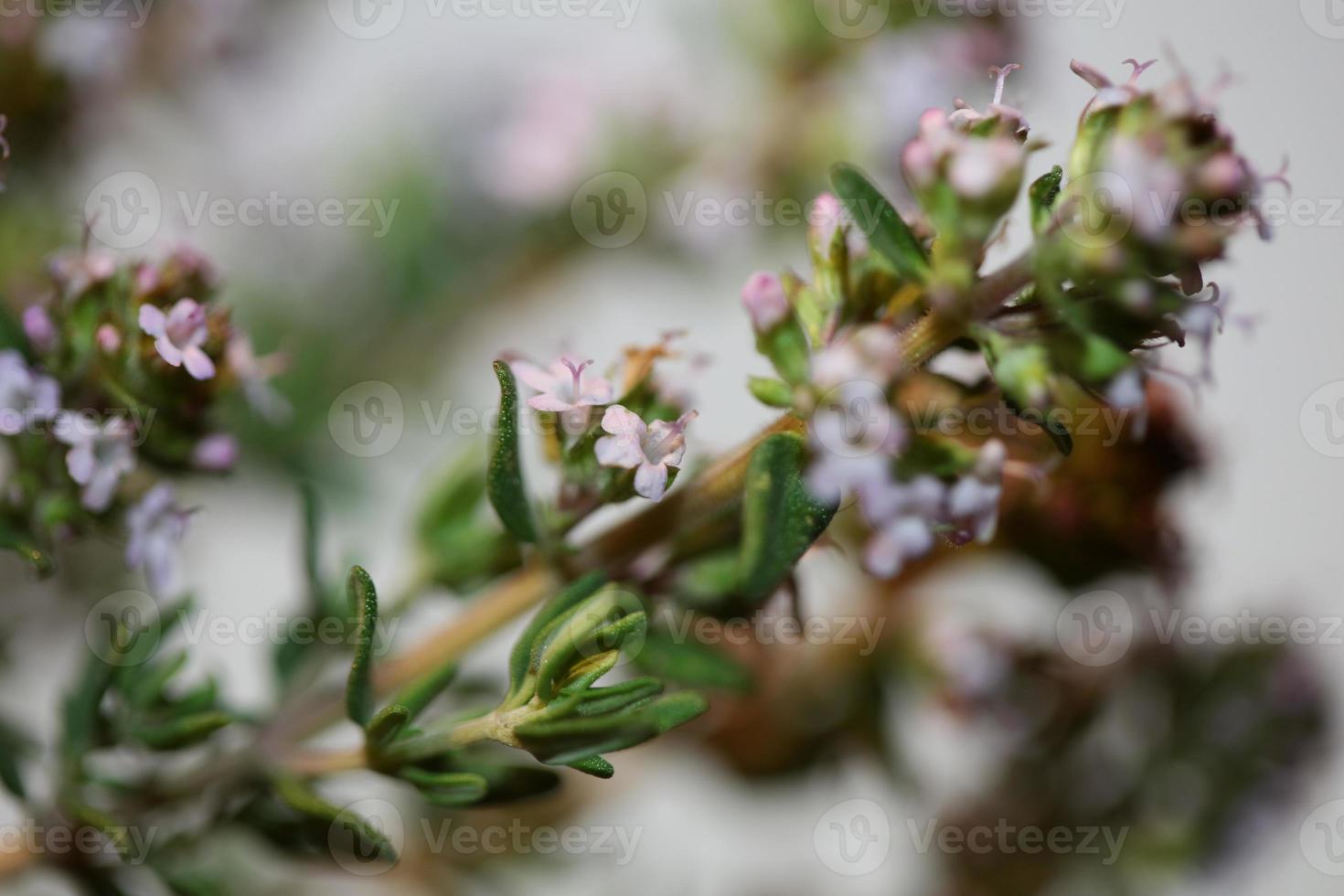 Flower blossom close up thymus vulgaris family lamiaceae background photo