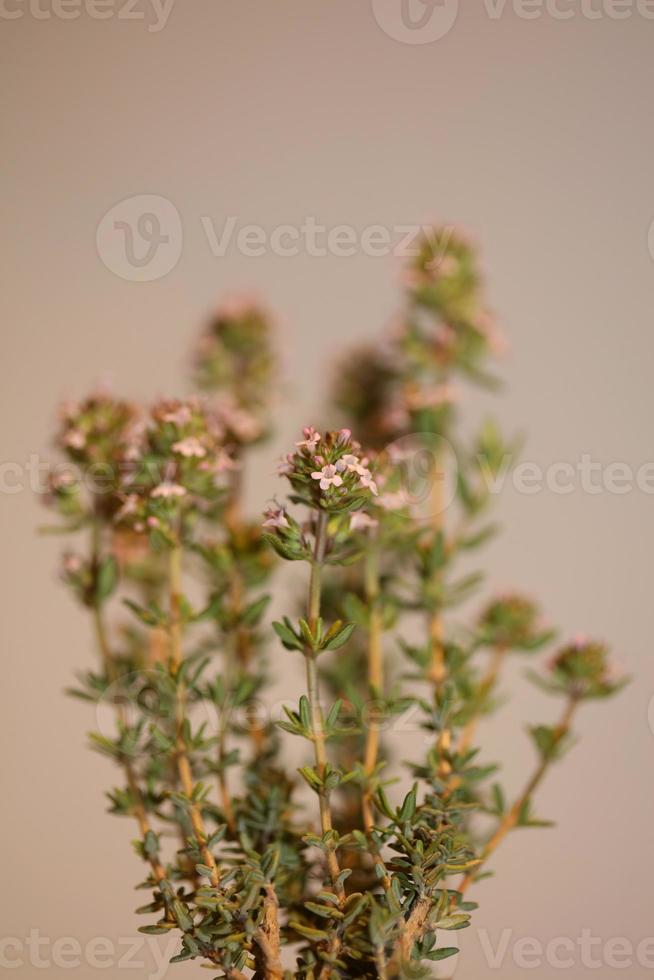 Flower blossom close up thymus vulgaris family lamiaceae background photo