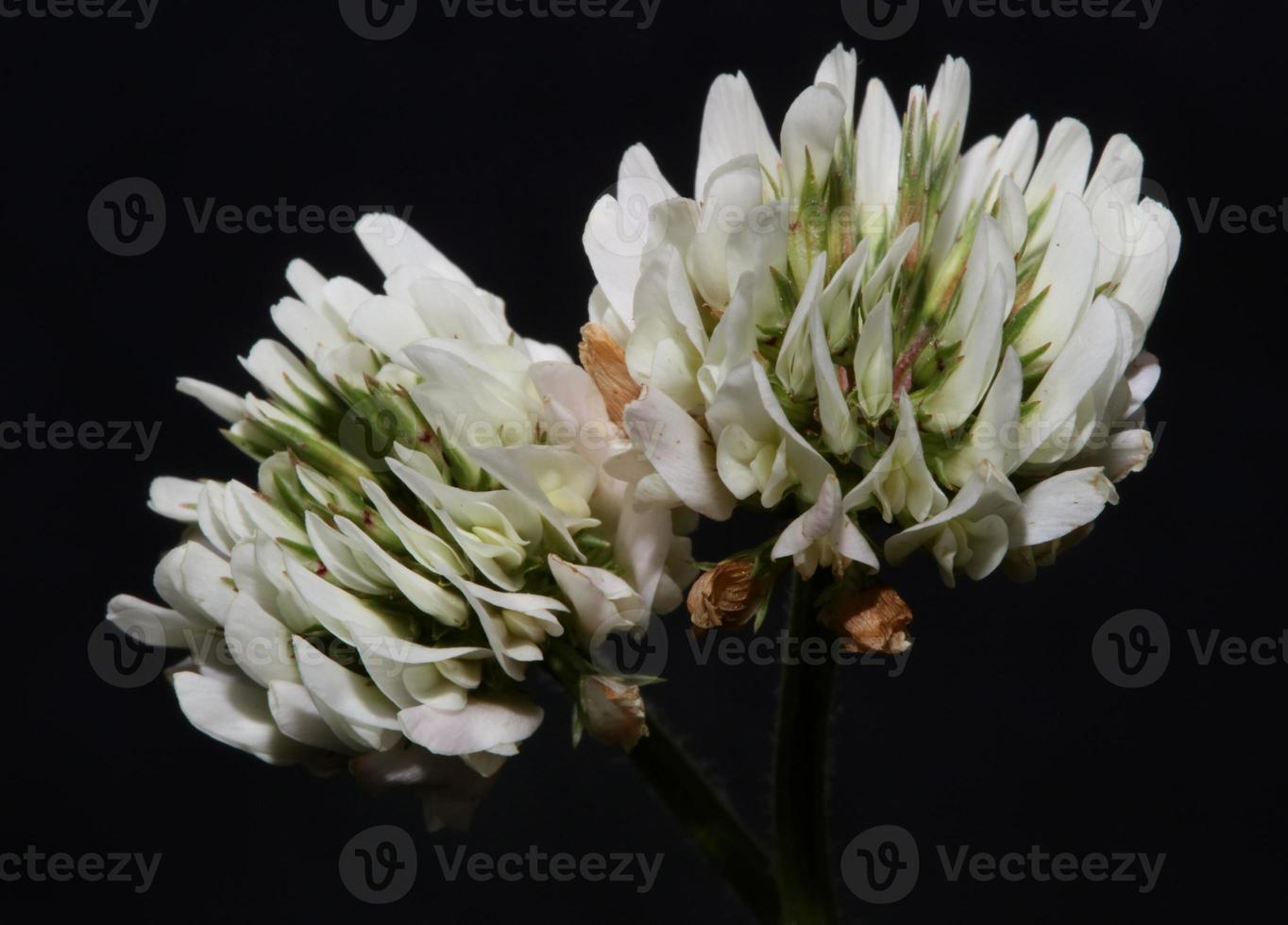 Flower blossom close up background trifolium nigrescens leguminosae photo