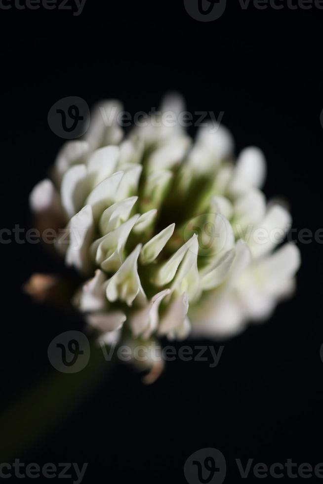 Flower blossom close up background trifolium nigrescens leguminosae photo