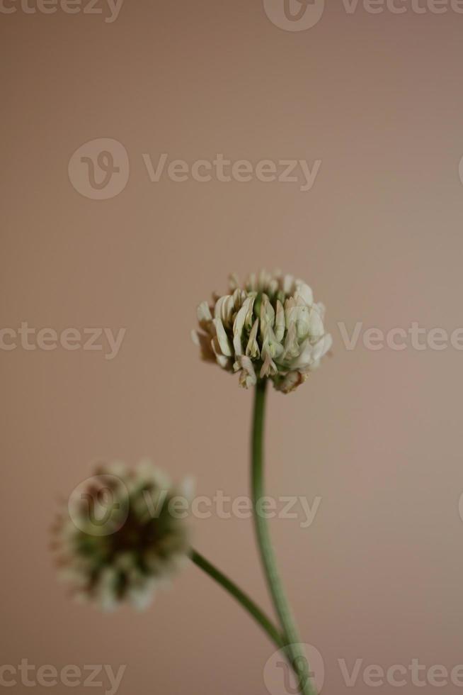 Flower blossom close up background trifolium nigrescens leguminosae photo