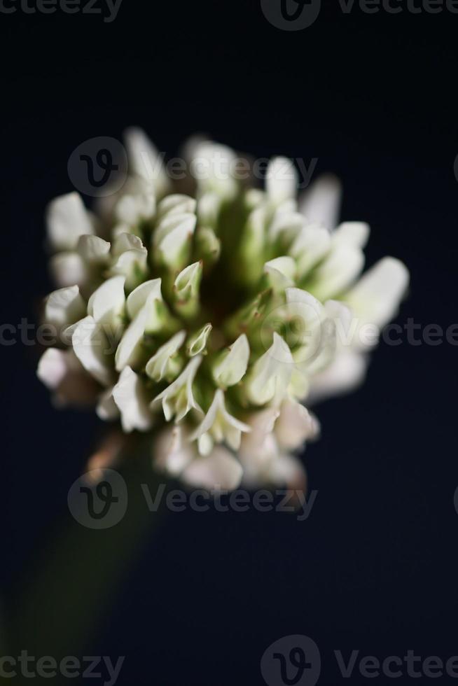 flor flor cerrar antecedentes trifolium nigrescens leguminosae foto