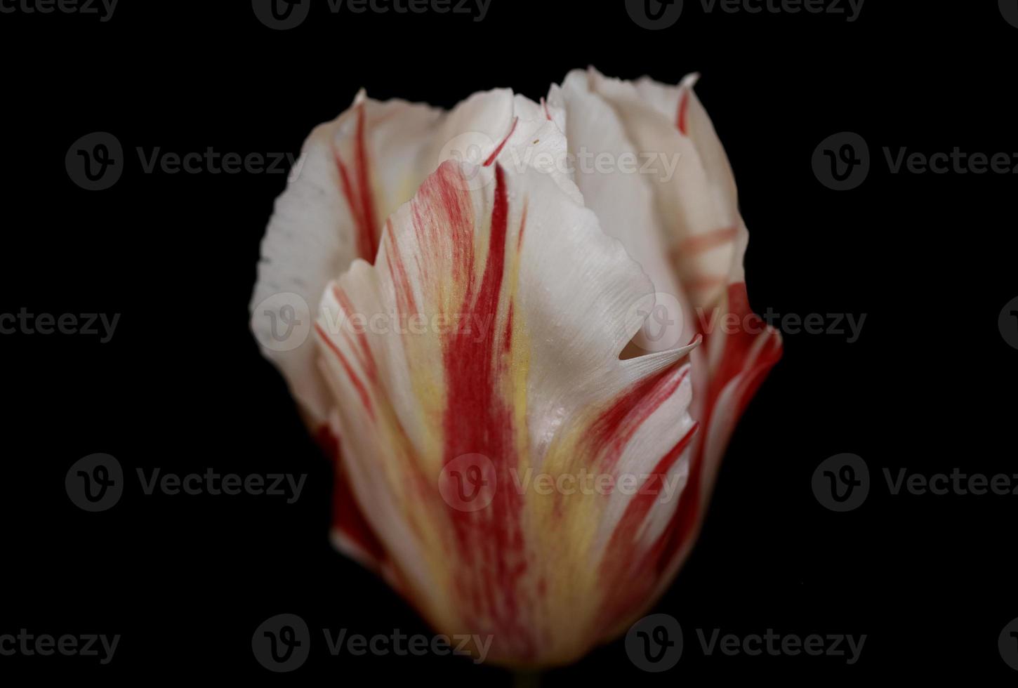 Tulip flower close up background family liliaceae botanical modern photo