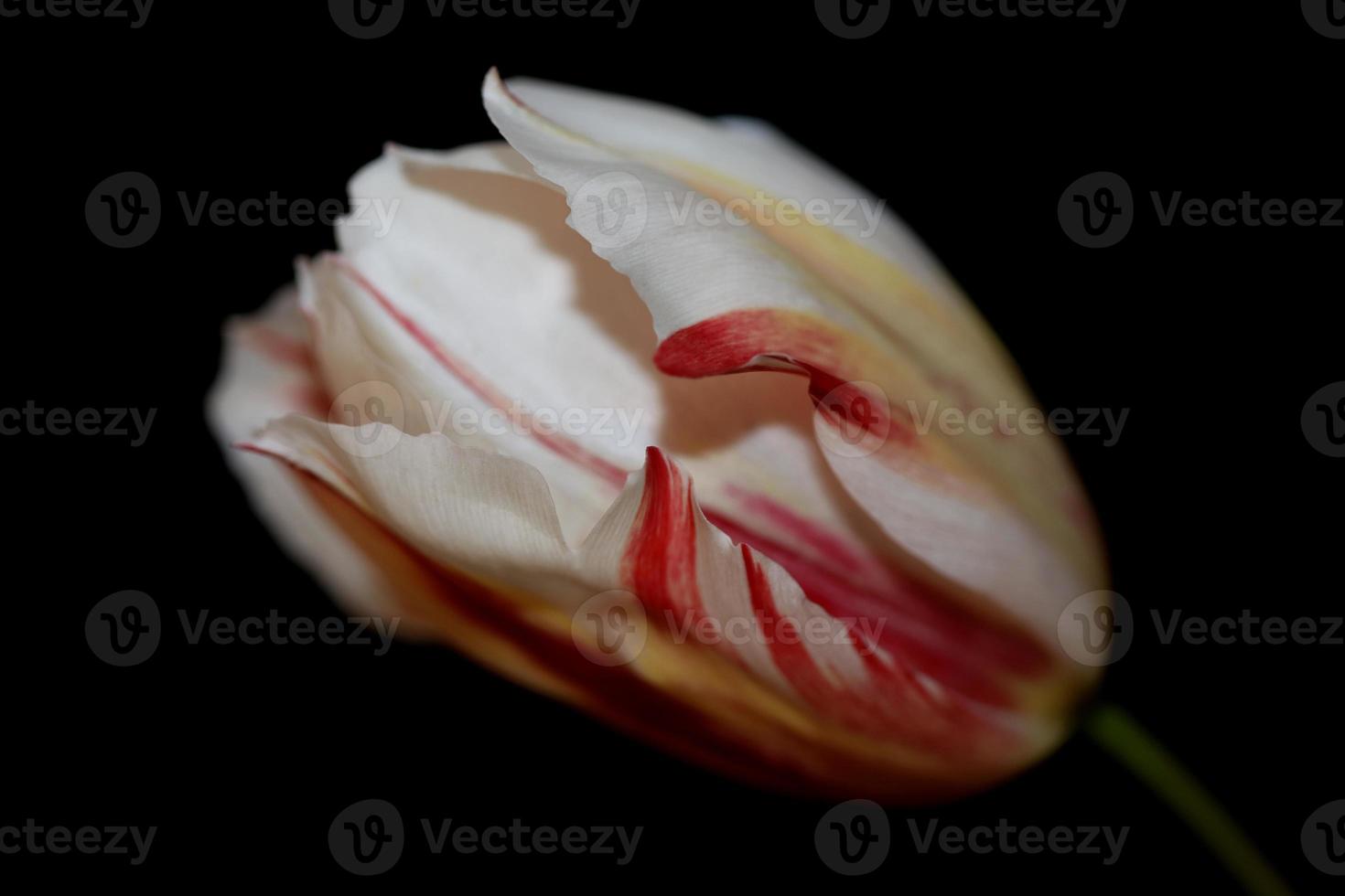 Tulip flower close up background family liliaceae botanical modern photo