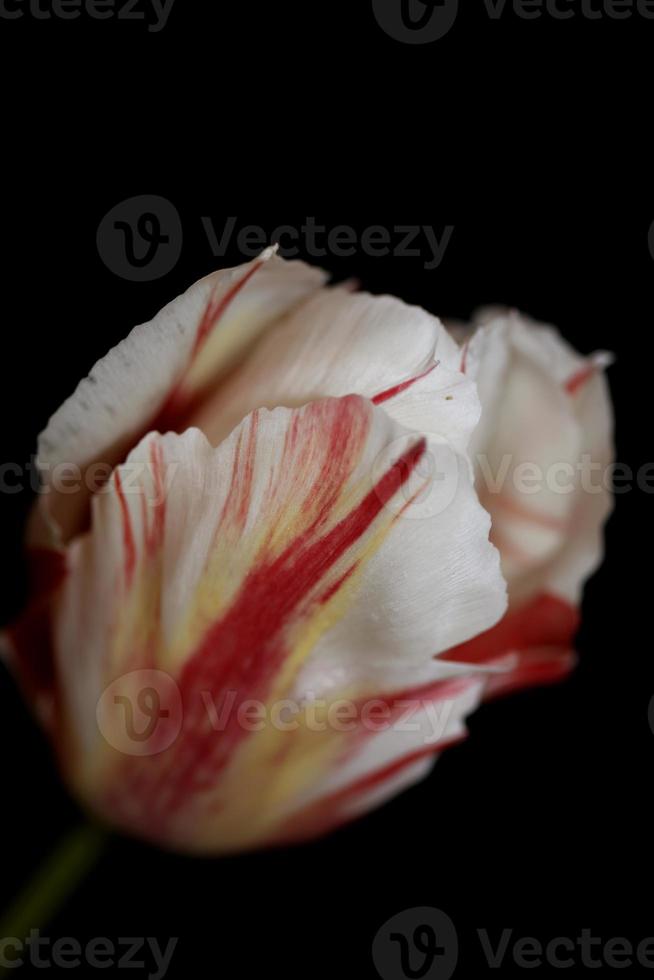 Tulip flower close up background family liliaceae botanical modern photo