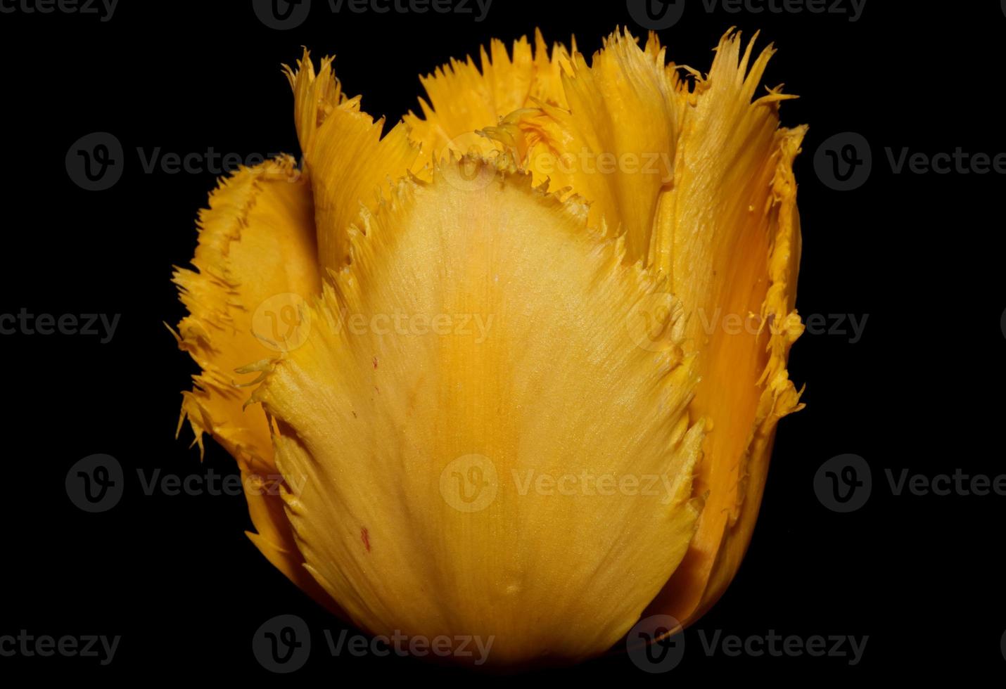 flor de tulipán cerrar fondo familia liliaceae botánico moderno foto