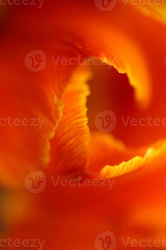 Tulip flower close up background family liliaceae botanical modern photo