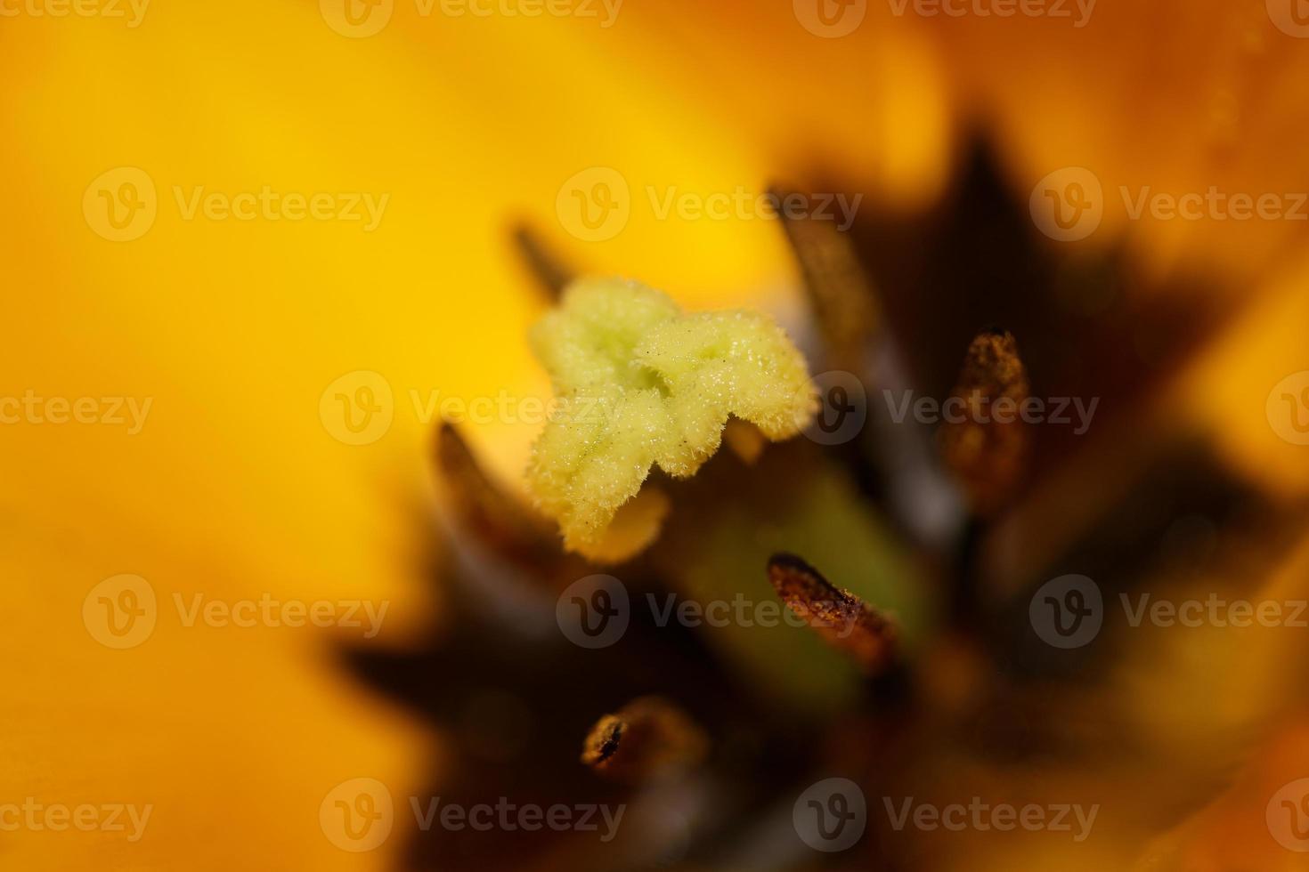 Tulip flower close up background family liliaceae botanical modern photo